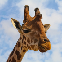 Giraffe talking